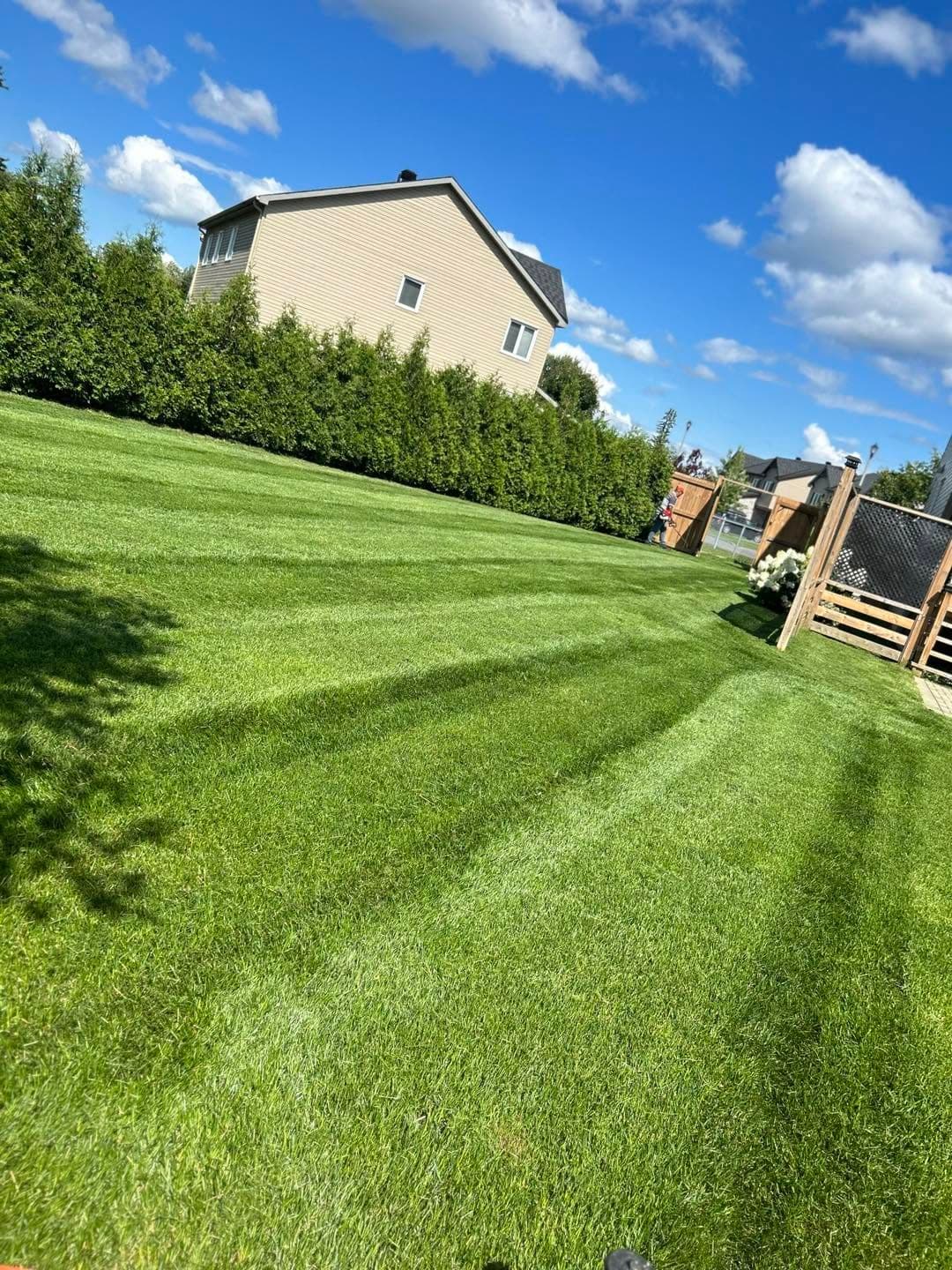 Freshly mowed lawn with crisp stripes